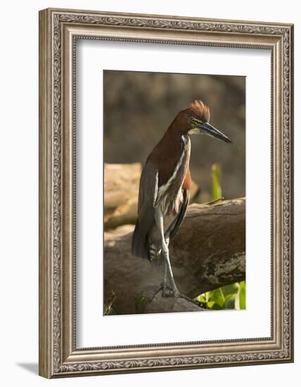 Rufescent Tiger Heron-Joe McDonald-Framed Photographic Print