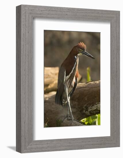 Rufescent Tiger Heron-Joe McDonald-Framed Photographic Print