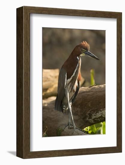 Rufescent Tiger Heron-Joe McDonald-Framed Photographic Print