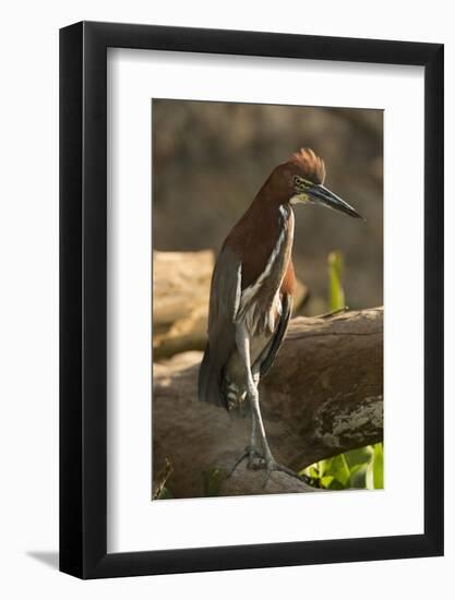 Rufescent Tiger Heron-Joe McDonald-Framed Photographic Print