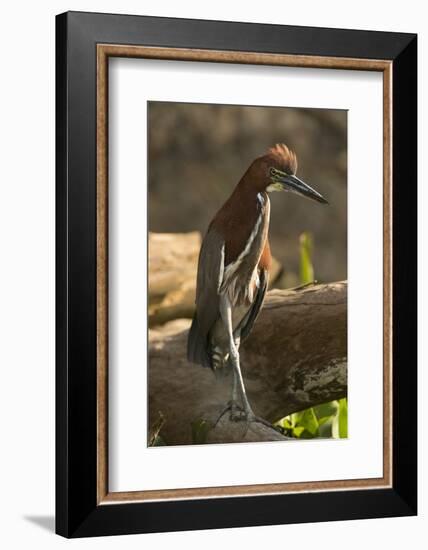 Rufescent Tiger Heron-Joe McDonald-Framed Photographic Print