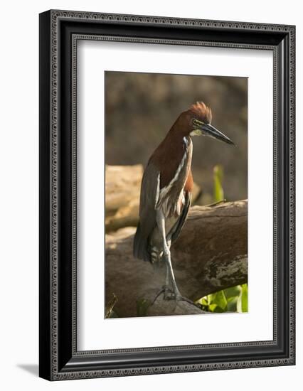 Rufescent Tiger Heron-Joe McDonald-Framed Photographic Print