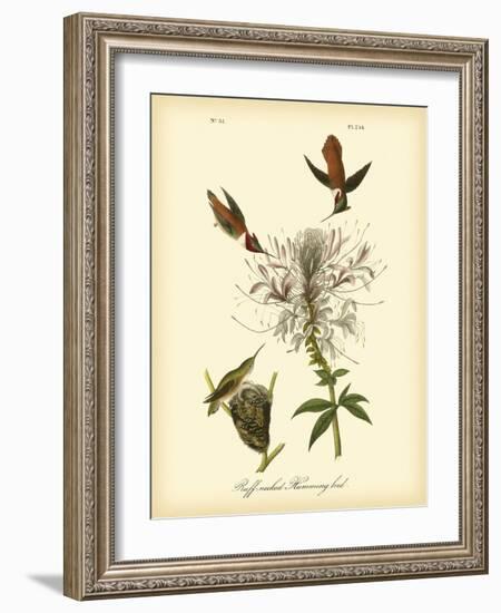 Ruff-neck Hummingbird-John James Audubon-Framed Art Print