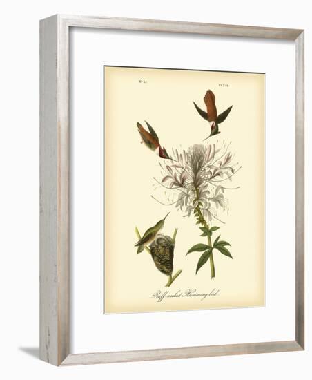 Ruff-neck Hummingbird-John James Audubon-Framed Art Print