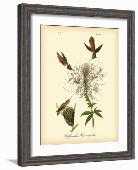 Ruff-neck Hummingbird-John James Audubon-Framed Art Print