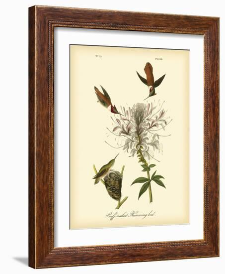 Ruff-neck Hummingbird-John James Audubon-Framed Art Print