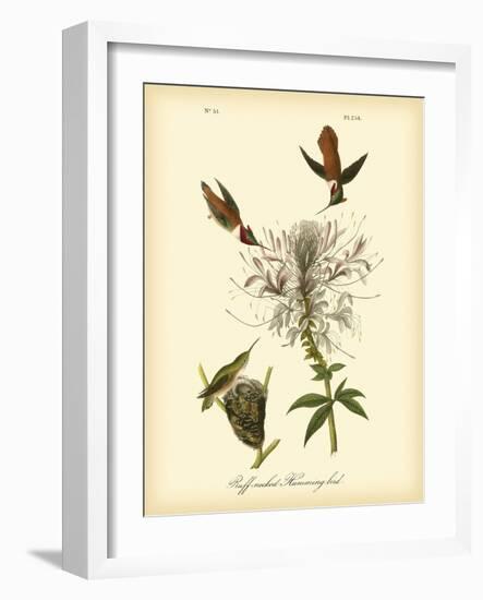 Ruff-neck Hummingbird-John James Audubon-Framed Art Print