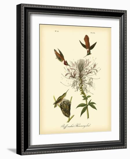 Ruff-neck Hummingbird-John James Audubon-Framed Art Print