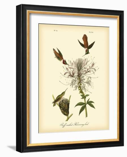 Ruff-neck Hummingbird-John James Audubon-Framed Art Print