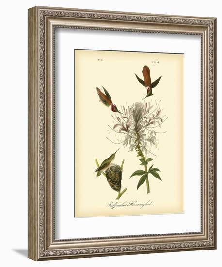 Ruff-neck Hummingbird-John James Audubon-Framed Art Print