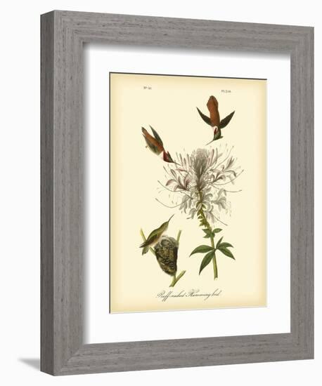 Ruff-neck Hummingbird-John James Audubon-Framed Art Print