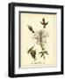 Ruff-neck Hummingbird-John James Audubon-Framed Art Print