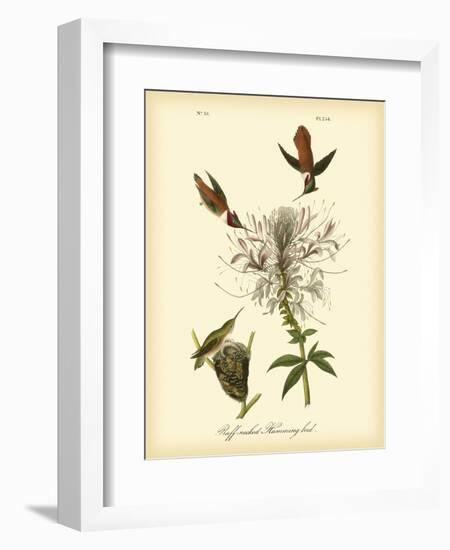 Ruff-neck Hummingbird-John James Audubon-Framed Art Print