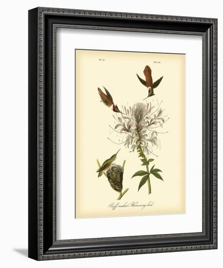 Ruff-neck Hummingbird-John James Audubon-Framed Art Print