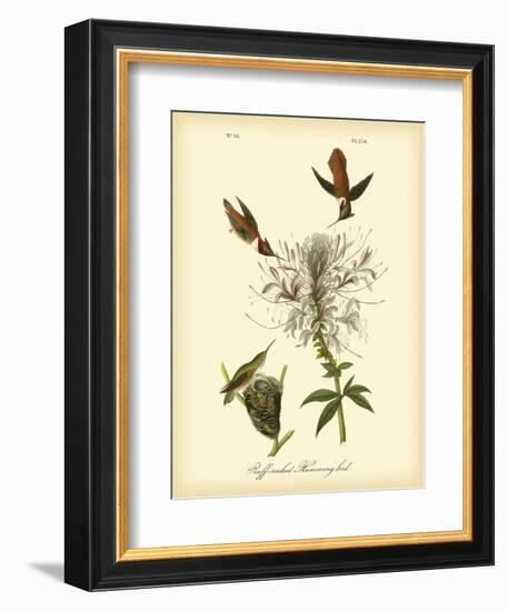 Ruff-neck Hummingbird-John James Audubon-Framed Art Print