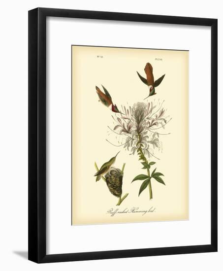 Ruff-neck Hummingbird-John James Audubon-Framed Premium Giclee Print