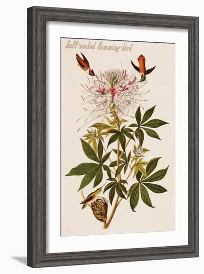 Ruff-Necked Humming-Bird-John James Audubon-Framed Art Print