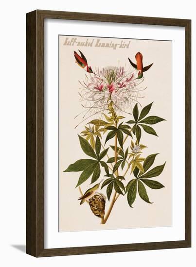Ruff-Necked Humming-Bird-John James Audubon-Framed Art Print