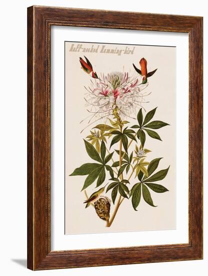 Ruff-Necked Humming-Bird-John James Audubon-Framed Art Print