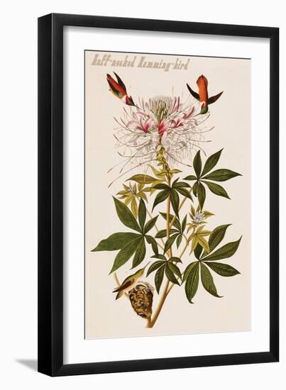 Ruff-Necked Humming-Bird-John James Audubon-Framed Art Print