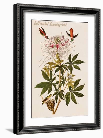 Ruff-Necked Humming-Bird-John James Audubon-Framed Art Print