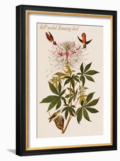 Ruff-Necked Humming-Bird-John James Audubon-Framed Art Print