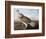 Ruffed Goose, C.1812-John James Audubon-Framed Giclee Print