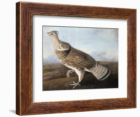 Ruffed Goose, Circa 1812-John James Audubon-Framed Giclee Print