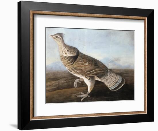 Ruffed Goose, Circa 1812-John James Audubon-Framed Giclee Print