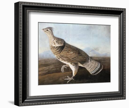 Ruffed Goose, Circa 1812-John James Audubon-Framed Giclee Print