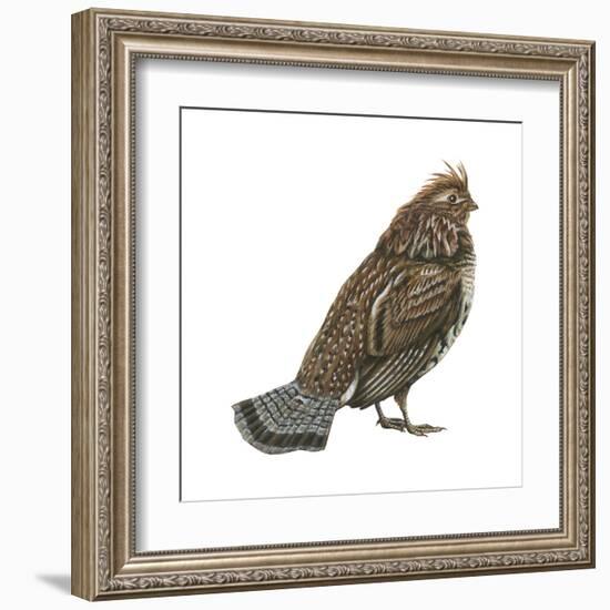 Ruffed Grouse (Bonasa Umbellus), Birds-Encyclopaedia Britannica-Framed Art Print