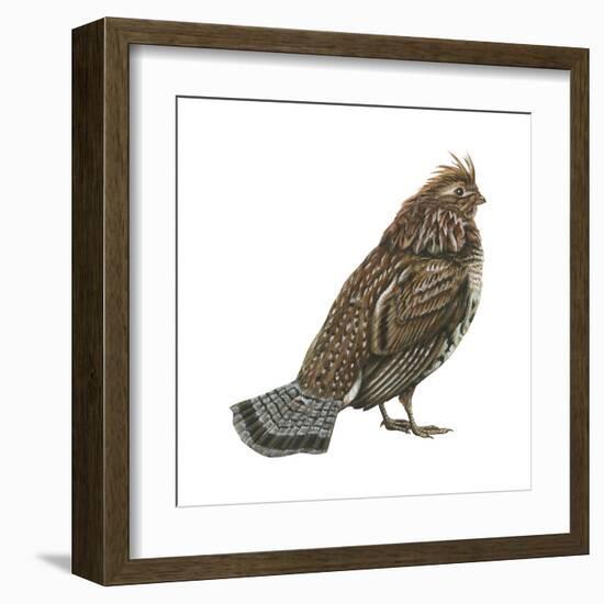 Ruffed Grouse (Bonasa Umbellus), Birds-Encyclopaedia Britannica-Framed Art Print