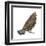 Ruffed Grouse (Bonasa Umbellus), Birds-Encyclopaedia Britannica-Framed Art Print