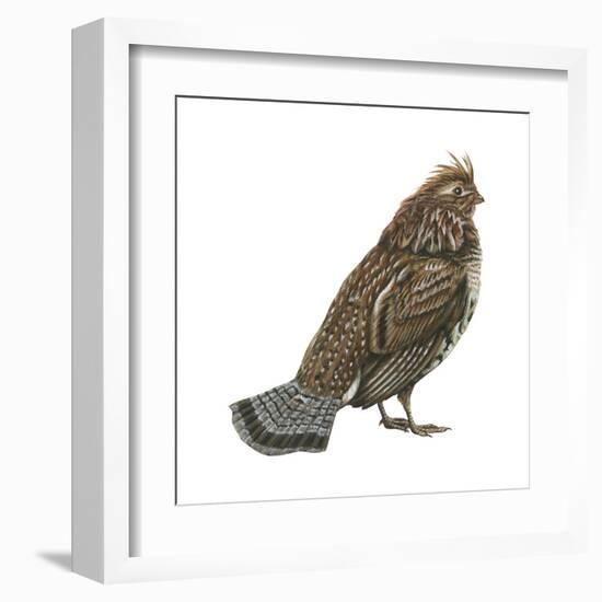 Ruffed Grouse (Bonasa Umbellus), Birds-Encyclopaedia Britannica-Framed Art Print