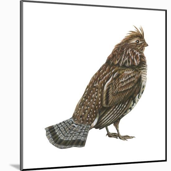 Ruffed Grouse (Bonasa Umbellus), Birds-Encyclopaedia Britannica-Mounted Art Print