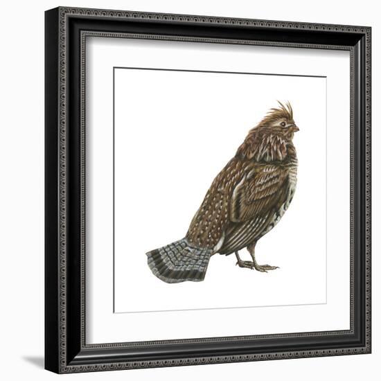 Ruffed Grouse (Bonasa Umbellus), Birds-Encyclopaedia Britannica-Framed Art Print