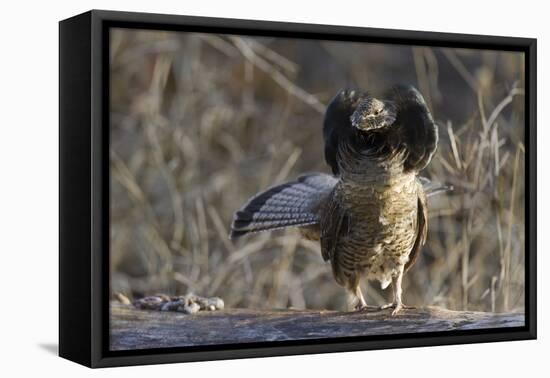 Ruffed Grouse (Bonasa Umbellus) Displaying Neck-Gerrit Vyn-Framed Premier Image Canvas