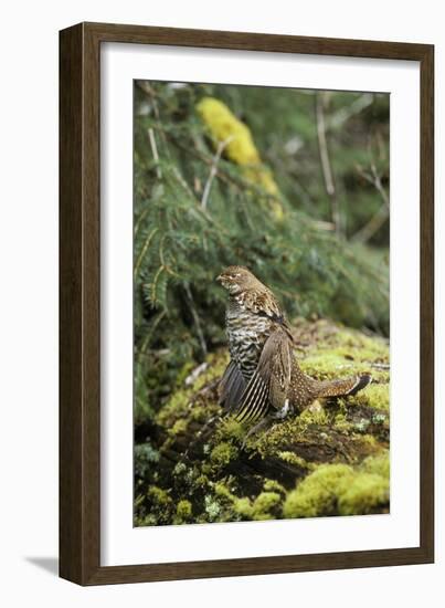 Ruffed Grouse Drumming (Spring Mating-Territorial Display)-null-Framed Photographic Print
