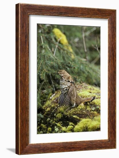 Ruffed Grouse Drumming (Spring Mating-Territorial Display)-null-Framed Photographic Print