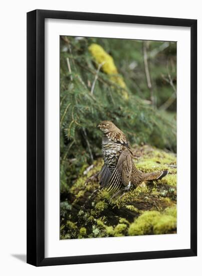 Ruffed Grouse Drumming (Spring Mating-Territorial Display)-null-Framed Photographic Print