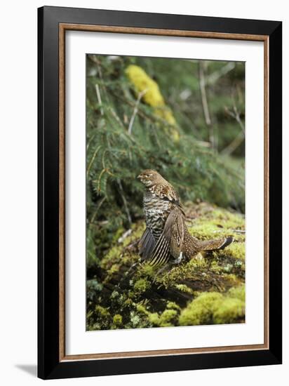 Ruffed Grouse Drumming (Spring Mating-Territorial Display)-null-Framed Photographic Print