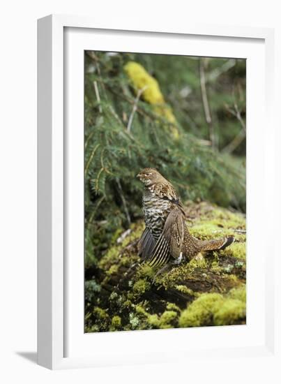 Ruffed Grouse Drumming (Spring Mating-Territorial Display)-null-Framed Photographic Print