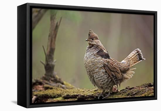 Ruffed Grouse Male Engaged in Courtship Display-null-Framed Premier Image Canvas