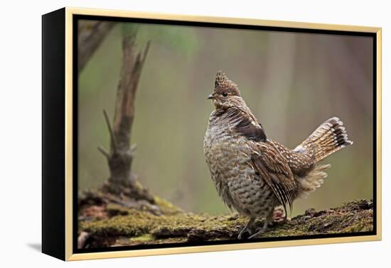 Ruffed Grouse Male Engaged in Courtship Display-null-Framed Premier Image Canvas