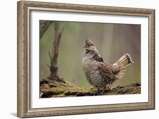 Ruffed Grouse Male Engaged in Courtship Display-null-Framed Photographic Print