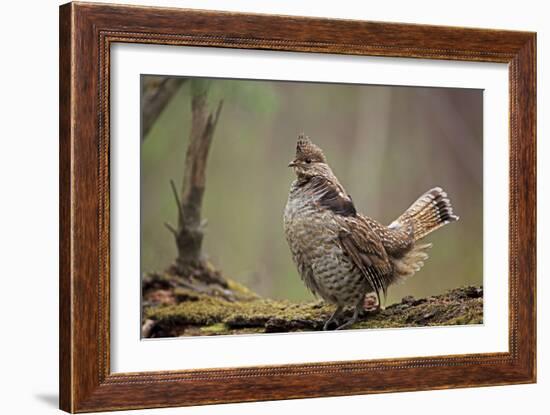 Ruffed Grouse Male Engaged in Courtship Display-null-Framed Photographic Print