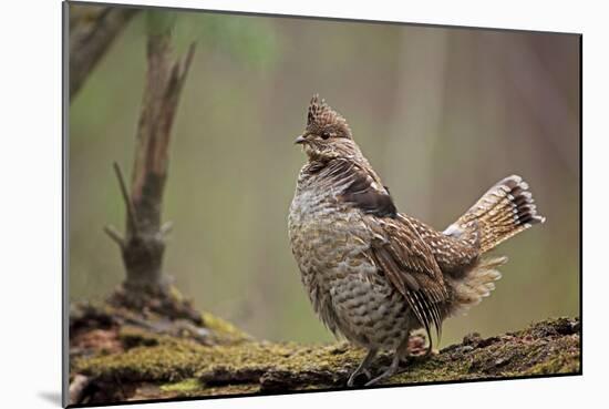 Ruffed Grouse Male Engaged in Courtship Display-null-Mounted Photographic Print