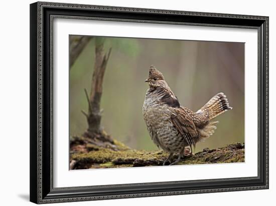 Ruffed Grouse Male Engaged in Courtship Display-null-Framed Photographic Print