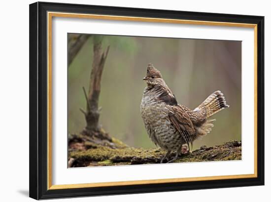 Ruffed Grouse Male Engaged in Courtship Display-null-Framed Photographic Print