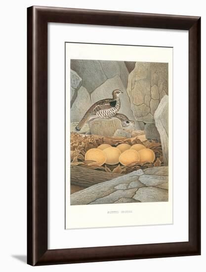 Ruffed Grouse Nest and Eggs-null-Framed Art Print